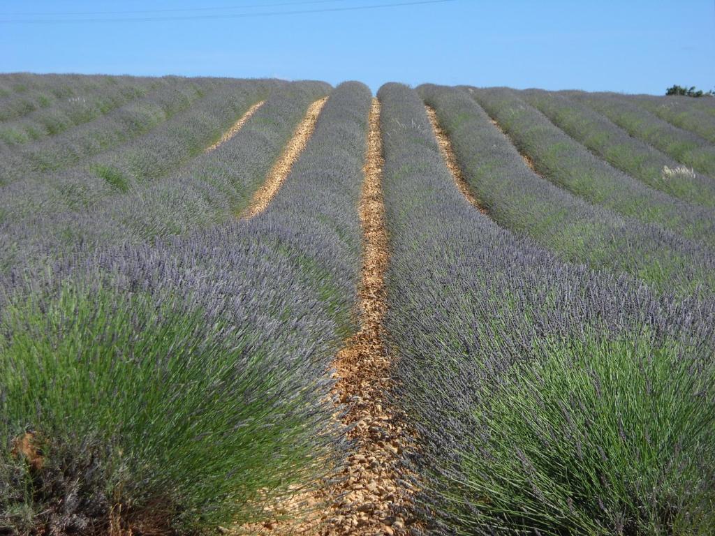 Les Jardins De L'Ermitage Panzió Les Salles-sur-Verdon Kültér fotó